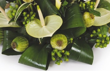 image d'un anthurium vert de la composition l'instant