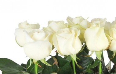 vue des roses de couleurs blanches de la raquette de deuil Angélus