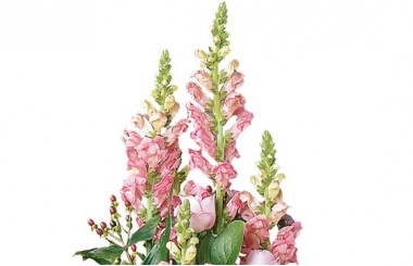 Vue sur les mufliers de couleur rose de la composition florale