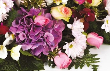 zoom sur un magnifique hortensia de couleur parme