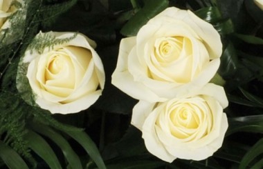 vue sur trois roses blanches de la raquette L'Ange Gardien