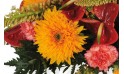 Vue sur un magnifique double gerberas orange