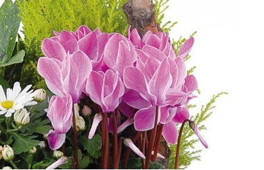 L'Agitateur Floral | vue sur de magnifiques cyclamen fuchisia de la composition infini