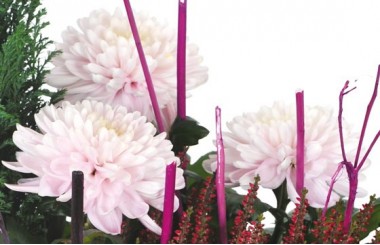 L'Agitateur Floral | vue sur des chrysanthèmes roses