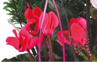 L'Agitateur Floral | vue sur des cyclamens rouge