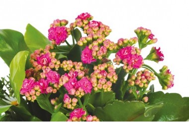 L'Agitateur Floral | vue sur le kalanchoé rose de la jardinière de plantes roses & blanches Calypso