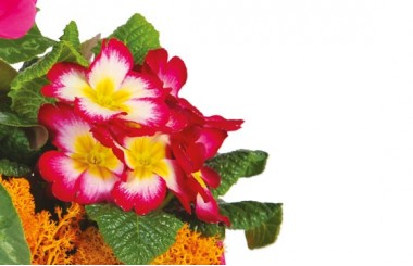 L'Agitateur Floral | vue sur des primevères de la Composition de deuil rose-fuchsia Voyage Eternel