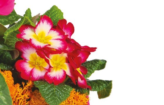 L'Agitateur Floral | vue sur des primevères de la Composition de deuil rose-fuchsia Voyage Eternel