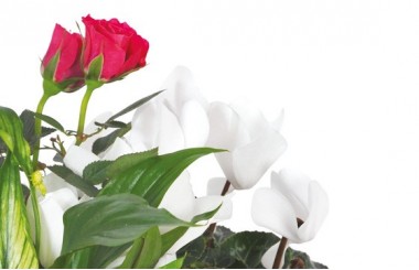 L'Agitateur Floral | vue sur un rosier rouge et un cyclamen blanc de la Composition de deuil blanche, rose, fuchsia Souvenir