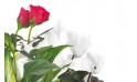 L'Agitateur Floral | vue sur un rosier rouge et un cyclamen blanc de la Composition de deuil blanche, rose, fuchsia Souvenir
