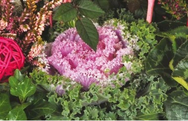 L'Agitateur Floral | vue sur un choux d'ornement de la Coupe de plantes vertes & rouges Morphée