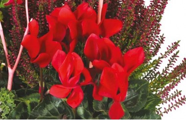 L'Agitateur Floral | vue sur un cyclamen rouge de la Coupe de plantes vertes & rouges Morphée