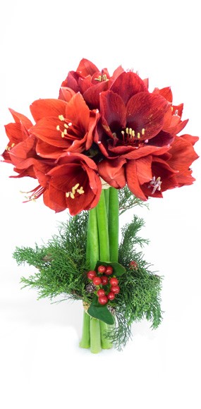 mosaïque : vue sur le Bouquet d'Amaryllis L'enchanteur