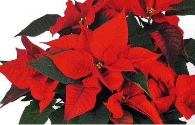 L'Agitateur Floral | zoom sur les feuille du Poinsettia rouge en fleurs
