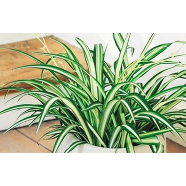 image de la Plante dépolluante Chlorophytum