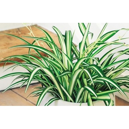 image de la Plante dépolluante Chlorophytum