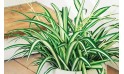 image de la Plante dépolluante Chlorophytum