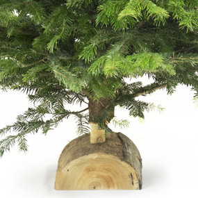 mosaïque : vue sur la buche du Sapin Nordmann de Qualité Extra