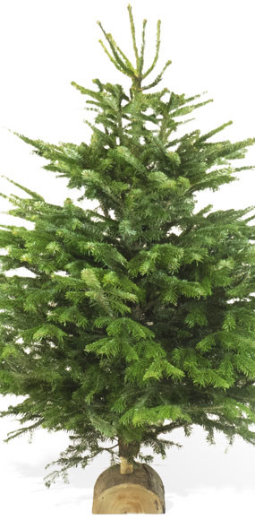 mosaïque : vue sur le centre du Sapin Nordmann de Qualité Extra