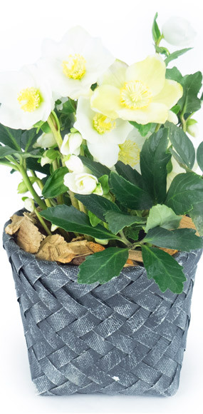 mosaïque : image de la plante de saison l'héllébore, la rose de Noël