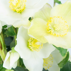 mosaïque : zoom sur les fleurs de l'Héllébore