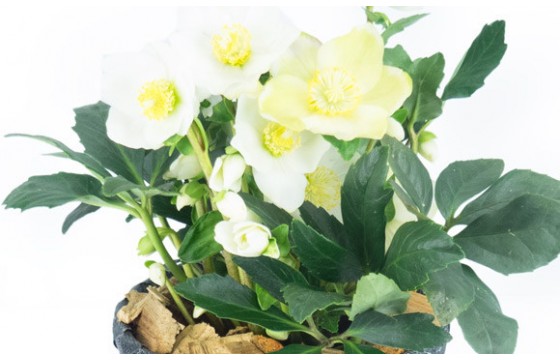 L'Agitateur Floral | zoom sur les fleurs de l'hellébore