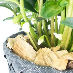 mosaïque : Image zoom vers le bas Héllebore