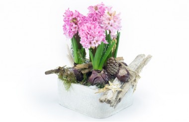 L'Agitateur Floral | image de la magnifique coupe de saison de jacinthe rose