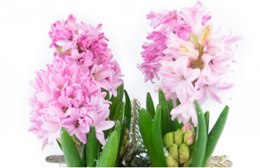 L'Agitateur Floral | macro sur les jacinthes rose