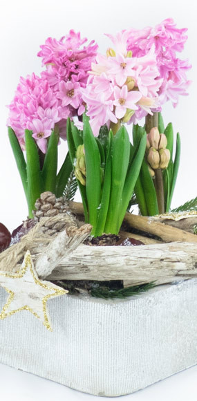 mosaïque : vue sur la Coupe de saison Rose Jacinthe