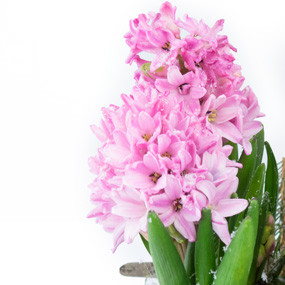 mosaïque : vue sur les têtes de jacinthes de la Coupe de saison Rose Jacinthe