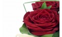zoom sur une rose rouge de la Composition de roses rouges Pot d'Amour
