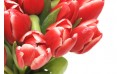 zoom sur de très belles tulipes rouges du Bouquet de Perle Douce