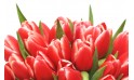 zoom sur le haut du Bouquet de tulipes rouges Perle Douce