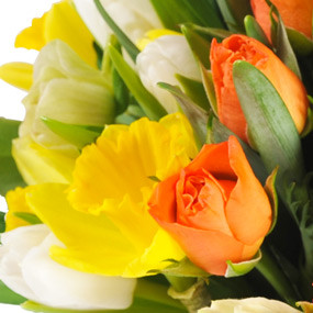 mosaïque : vue sur une rose orange et des jonquilles jaunes