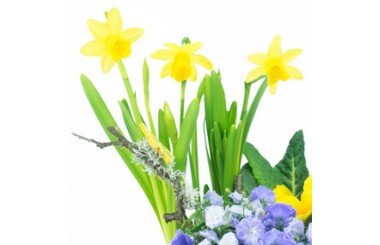 zoom sur les jonquilles de la Composition de plantes Jonquilles en Folie