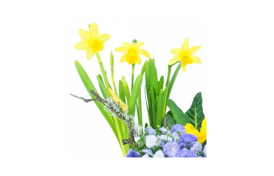 zoom sur les jonquilles de la Composition de plantes Jonquilles en Folie