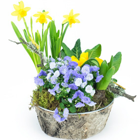 mosaïque : image de la Composition de plantes Jonquilles en Folie