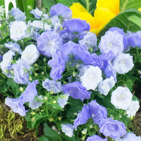 mosaïque : vue sur les fleurettes mauve de la Composition de plantes Jonquilles en Folie