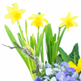 mosaïque : macro sur les jonquilles de la Composition de plantes Jonquilles en Folie