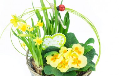 zoom sur le panier printanier de Jonquilles et Primevère