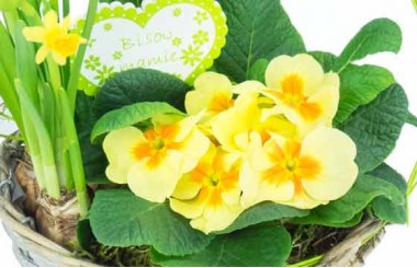 zoom sur les primevères du Panier printanier de Jonquilles et Primevère