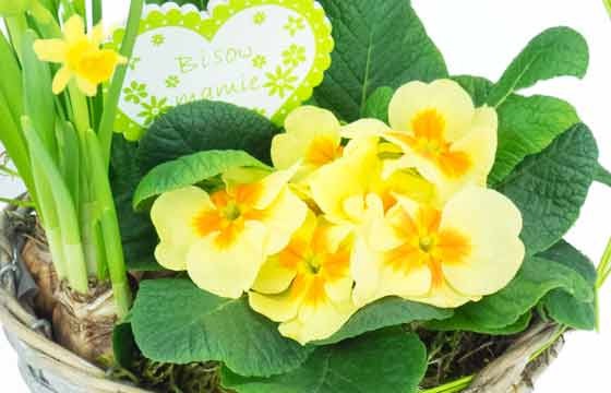 zoom sur les primevères du Panier printanier de Jonquilles et Primevère