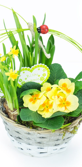 mosaïque : zoom sur le Panier printanier de Jonquilles et Primevère