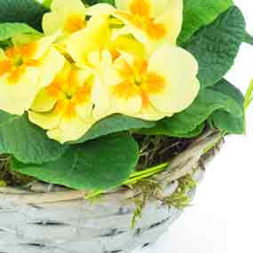 mosaïque : zoom sur le primevère jaune