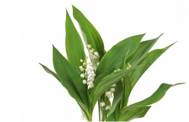 zoom sur le muguet de la Composition Rosée de Muguet
