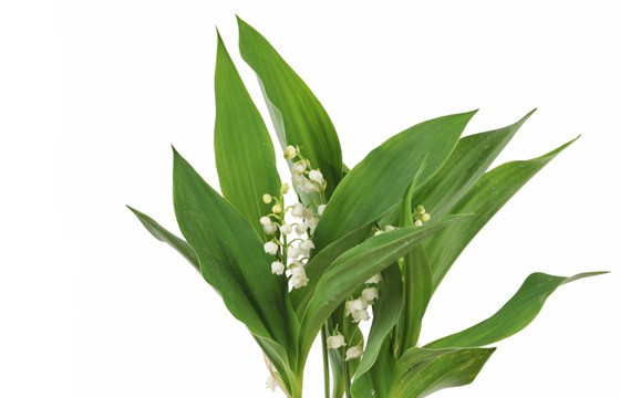 zoom sur le muguet de la Composition Rosée de Muguet