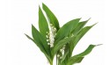 zoom sur le muguet de la Composition Rosée de Muguet