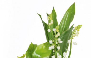 macro sur le muguet de la Composition Muguet Plaisir