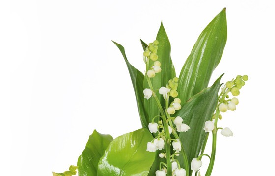 macro sur le muguet de la Composition Muguet Plaisir